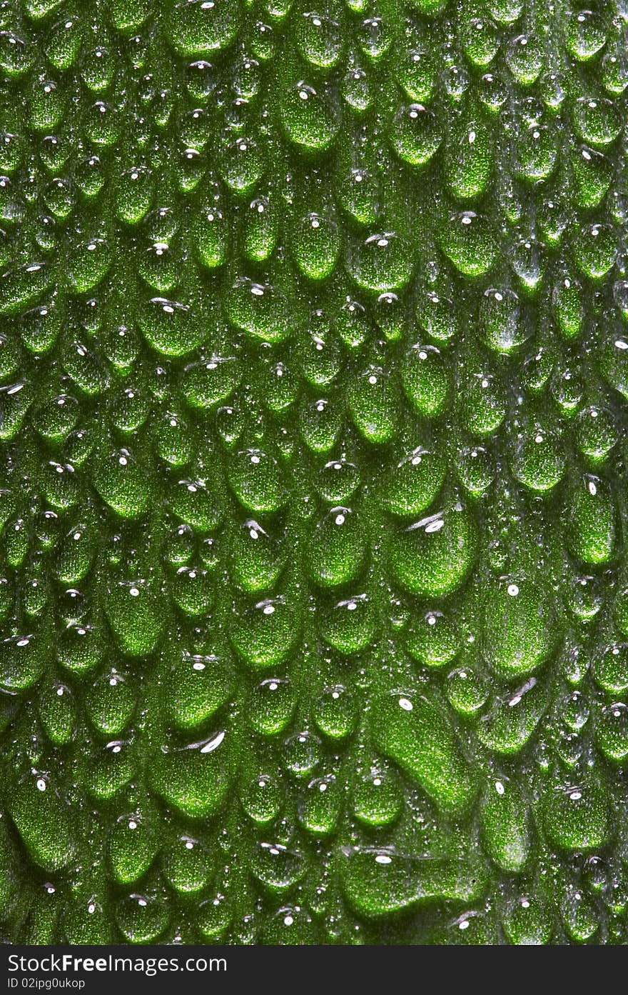 Water drops on fresh green leaf. Water drops on fresh green leaf