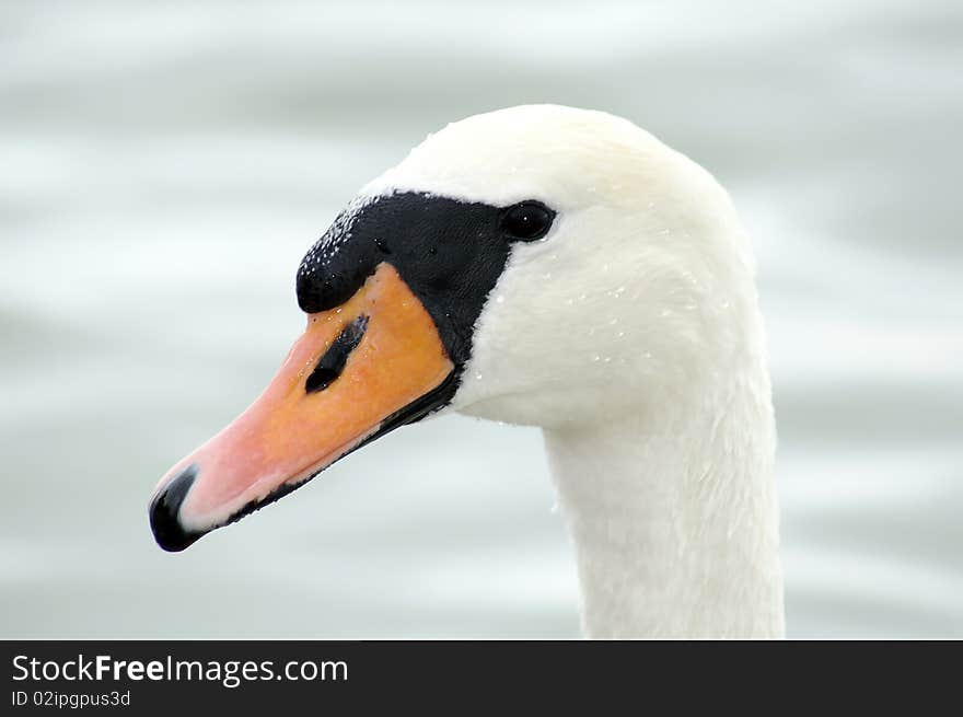 Head of swan on the lake