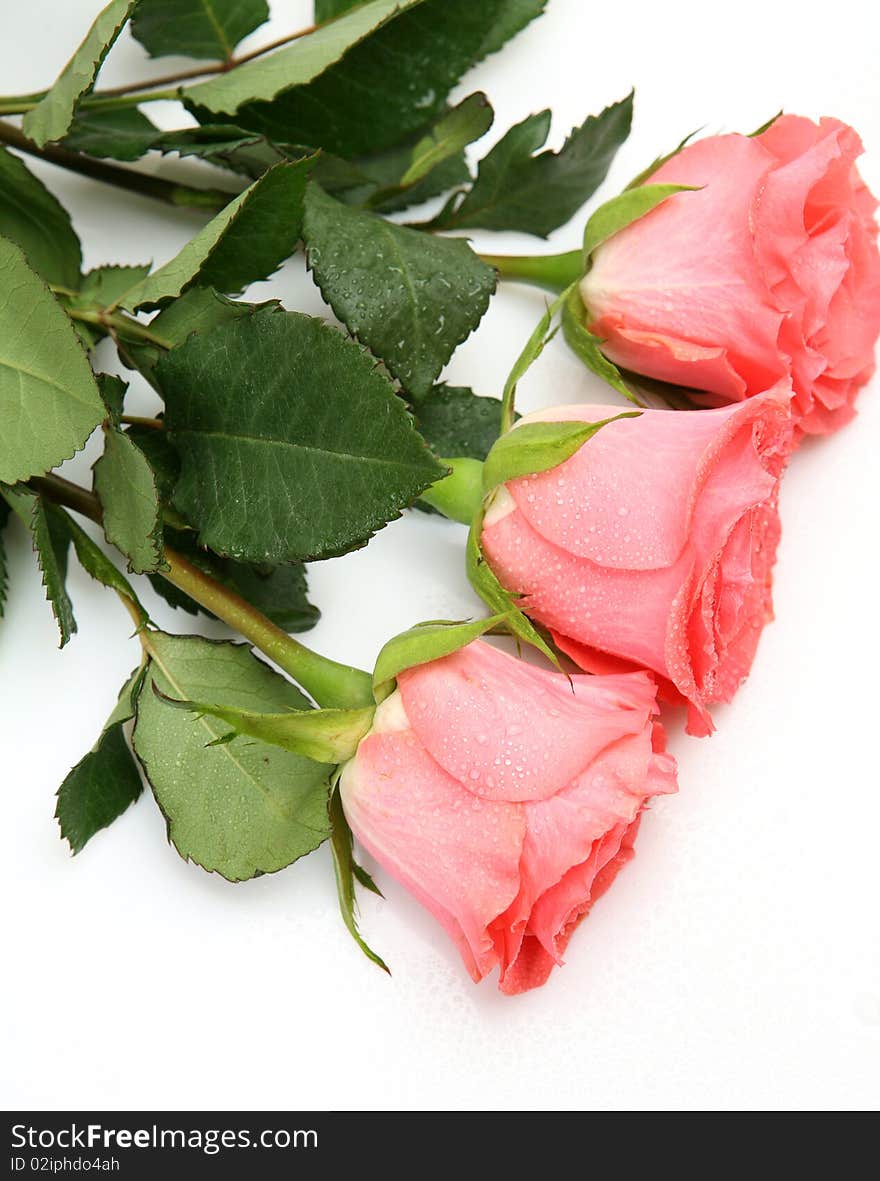 Pink roses on a white background