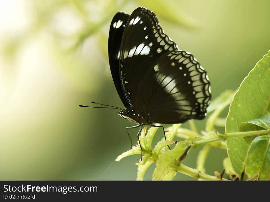 A common egg fly butterfly resting among the green foliage