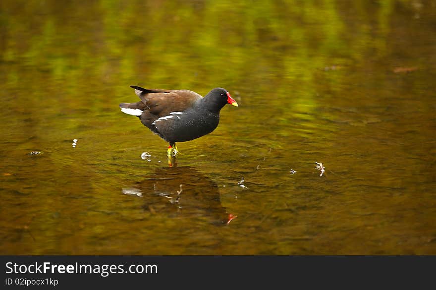 A moorhen stood in shallow water feeding.