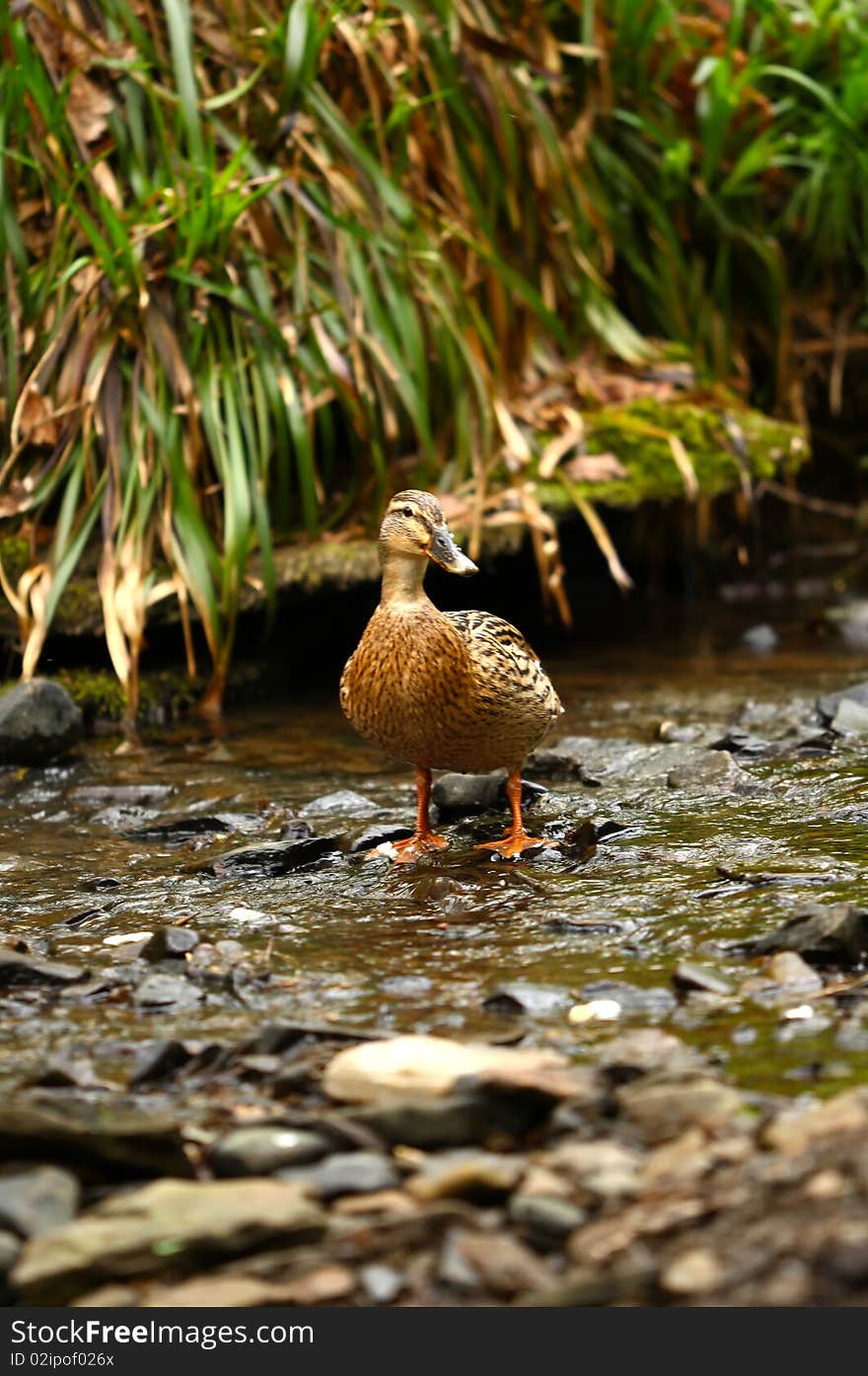 A mallard duck stood in a river bed.