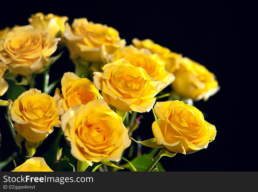 Beautiful bouquet of yellow roses isolated on black background. Beautiful bouquet of yellow roses isolated on black background