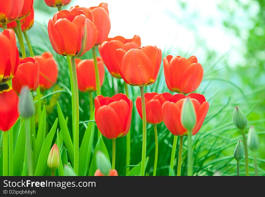 Red Tulips