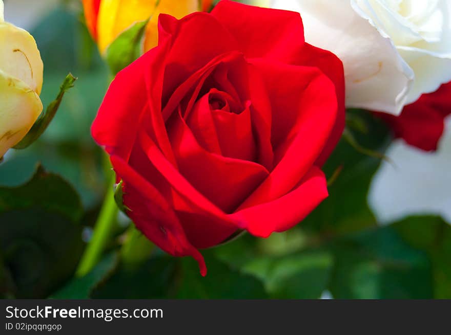 A close up shot of a beautiful red rose.