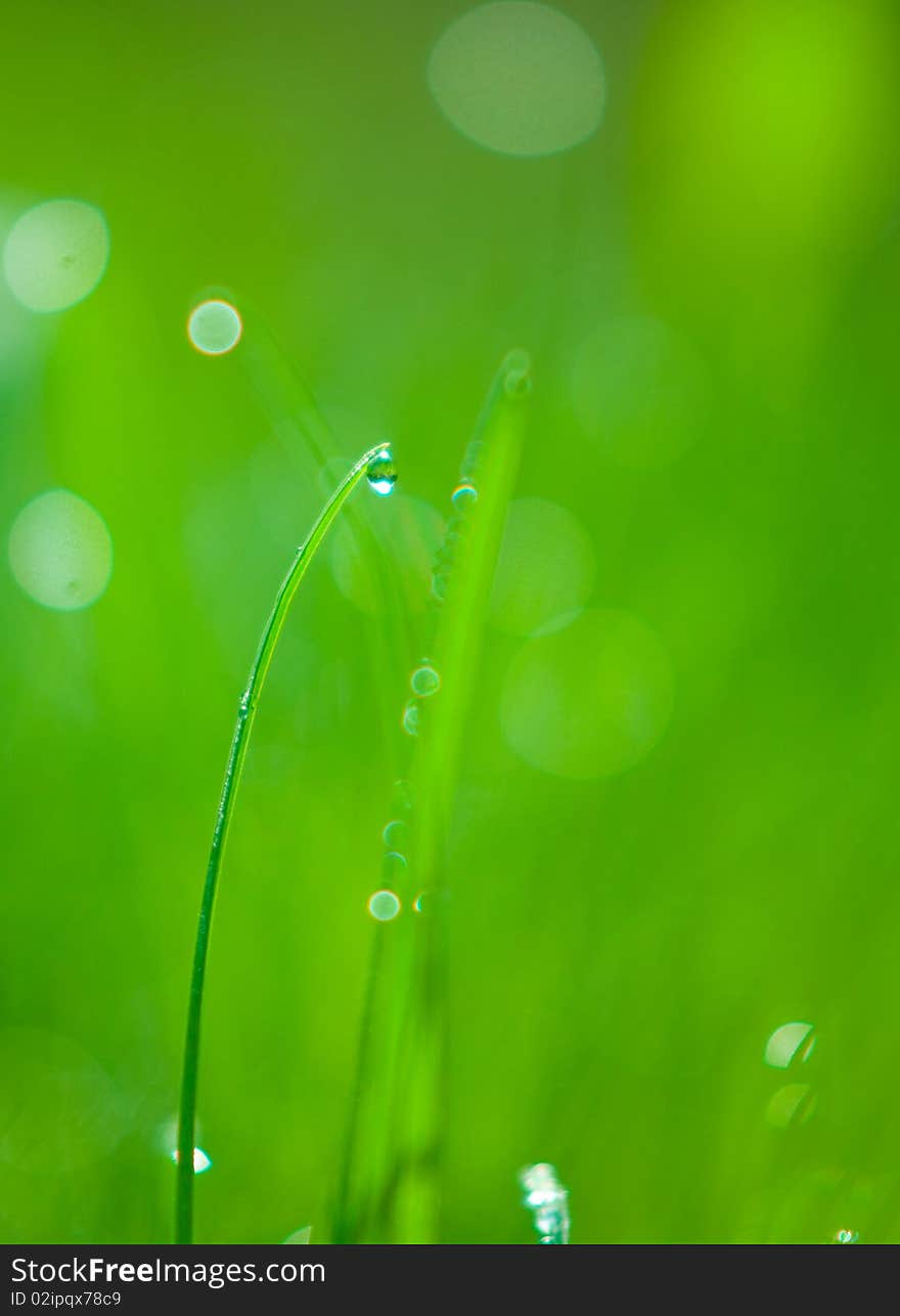 Crystal water drops on the green grass. Crystal water drops on the green grass.