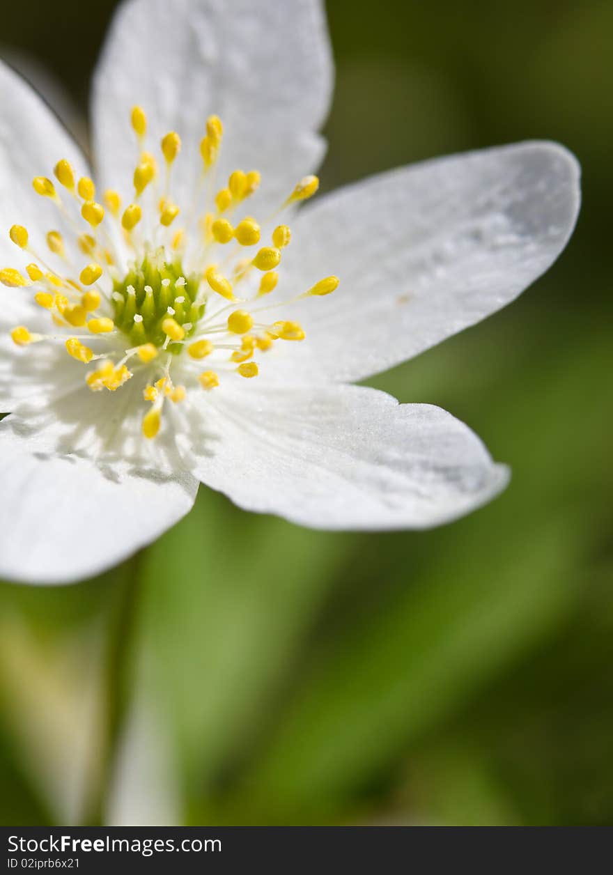 Wood Anemone