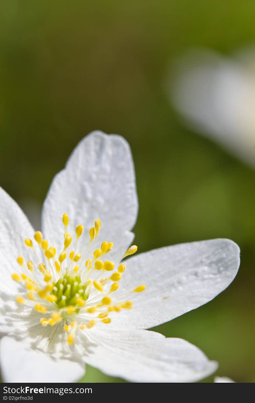 Beautifull white wildflower on the meadow. Beautifull white wildflower on the meadow