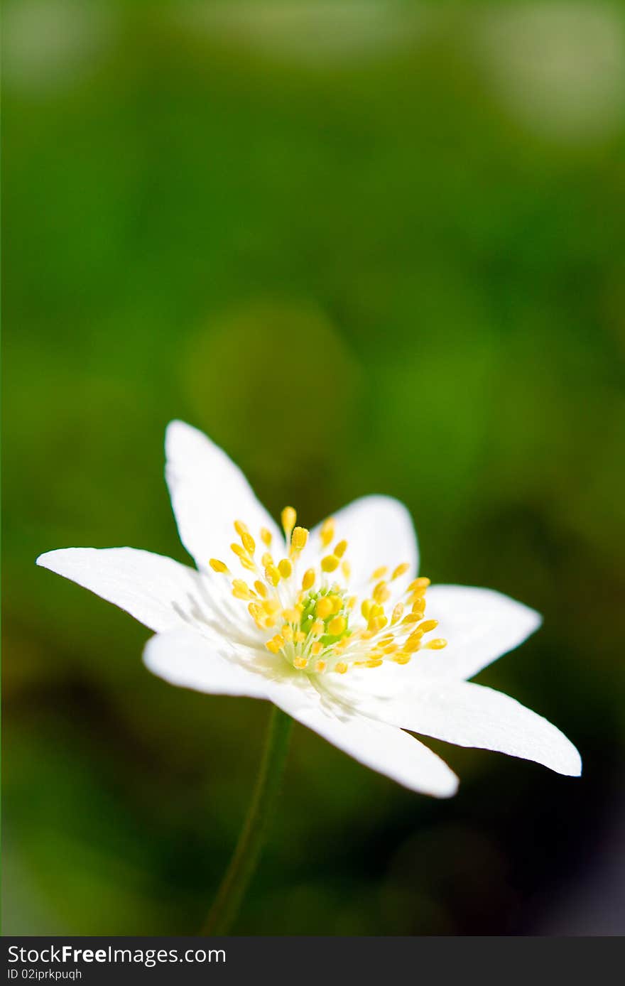 Wood anemone