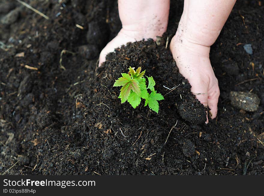 Little green sprout - a symbol of new life and the beginning of a case