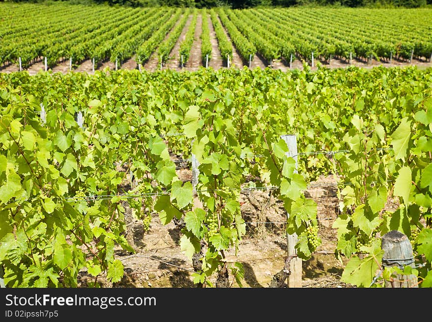 Big Vineyard Rows