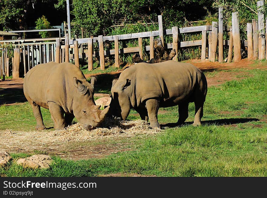 Couple rhinos peacefully dines green grass