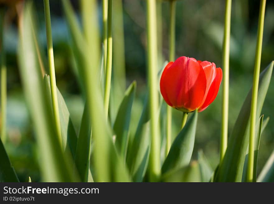 Red tulips in the garden between green caulis. Red tulips in the garden between green caulis