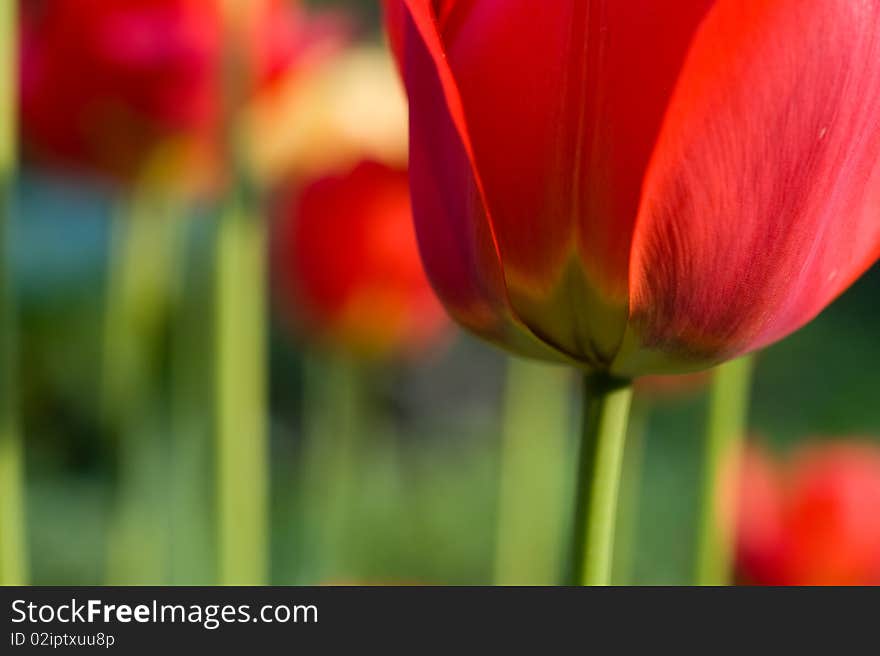 Red tulips in the garden. Red tulips in the garden