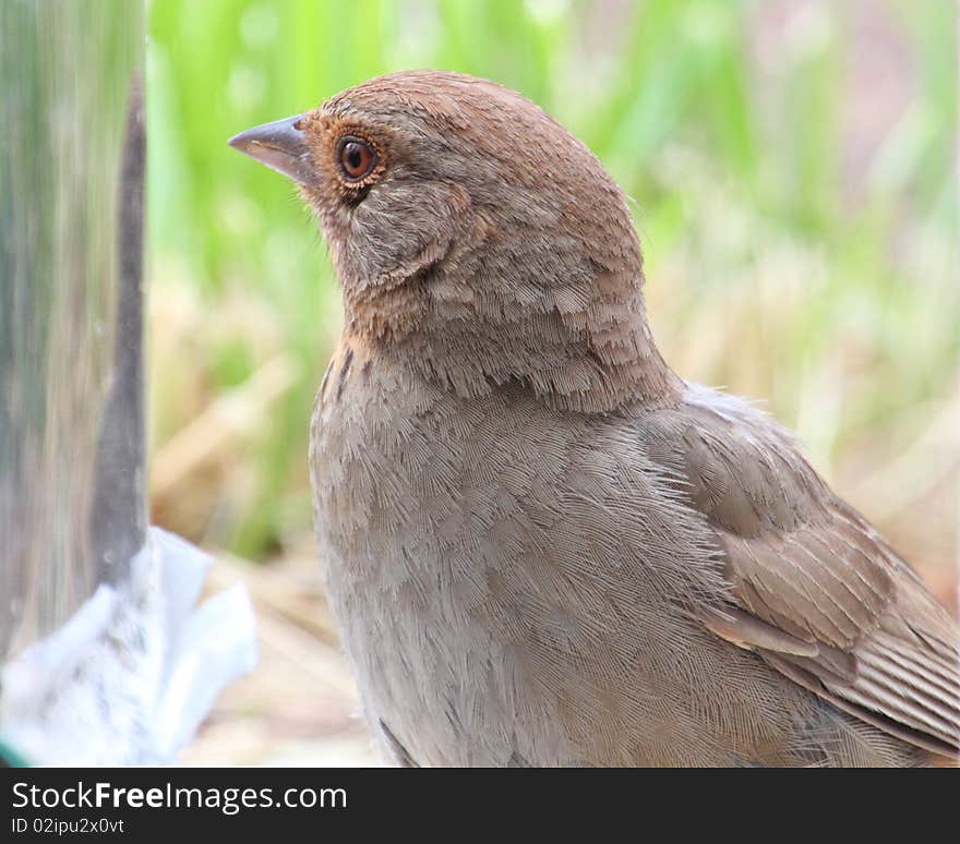 California towhee