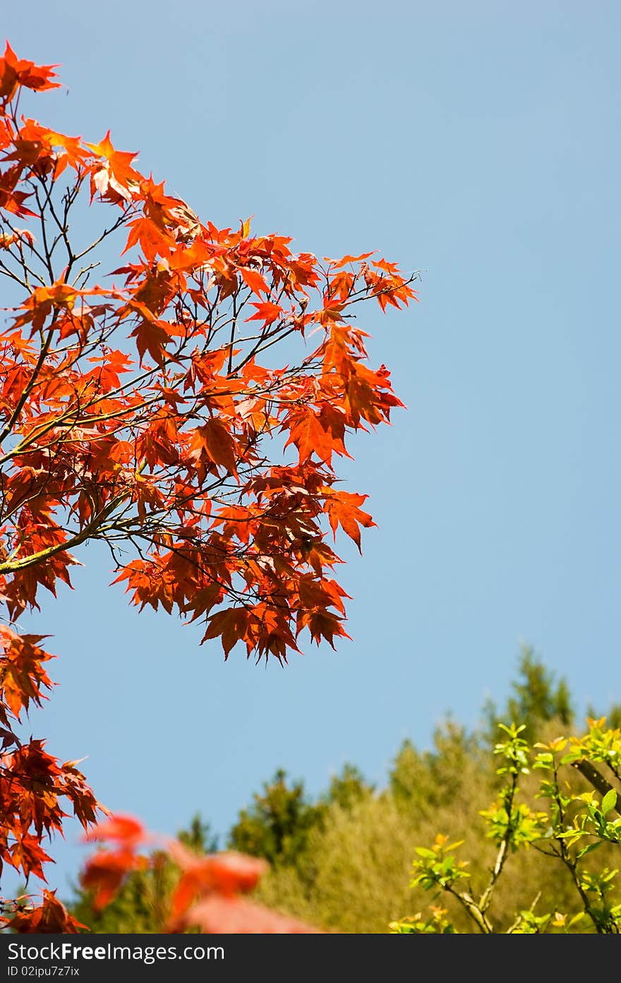 Red Japanese maple under blue sky. Red Japanese maple under blue sky