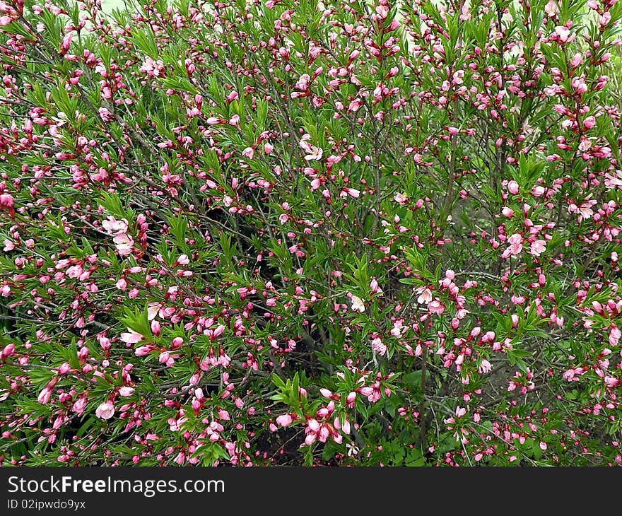 Pink flowers suitable as background