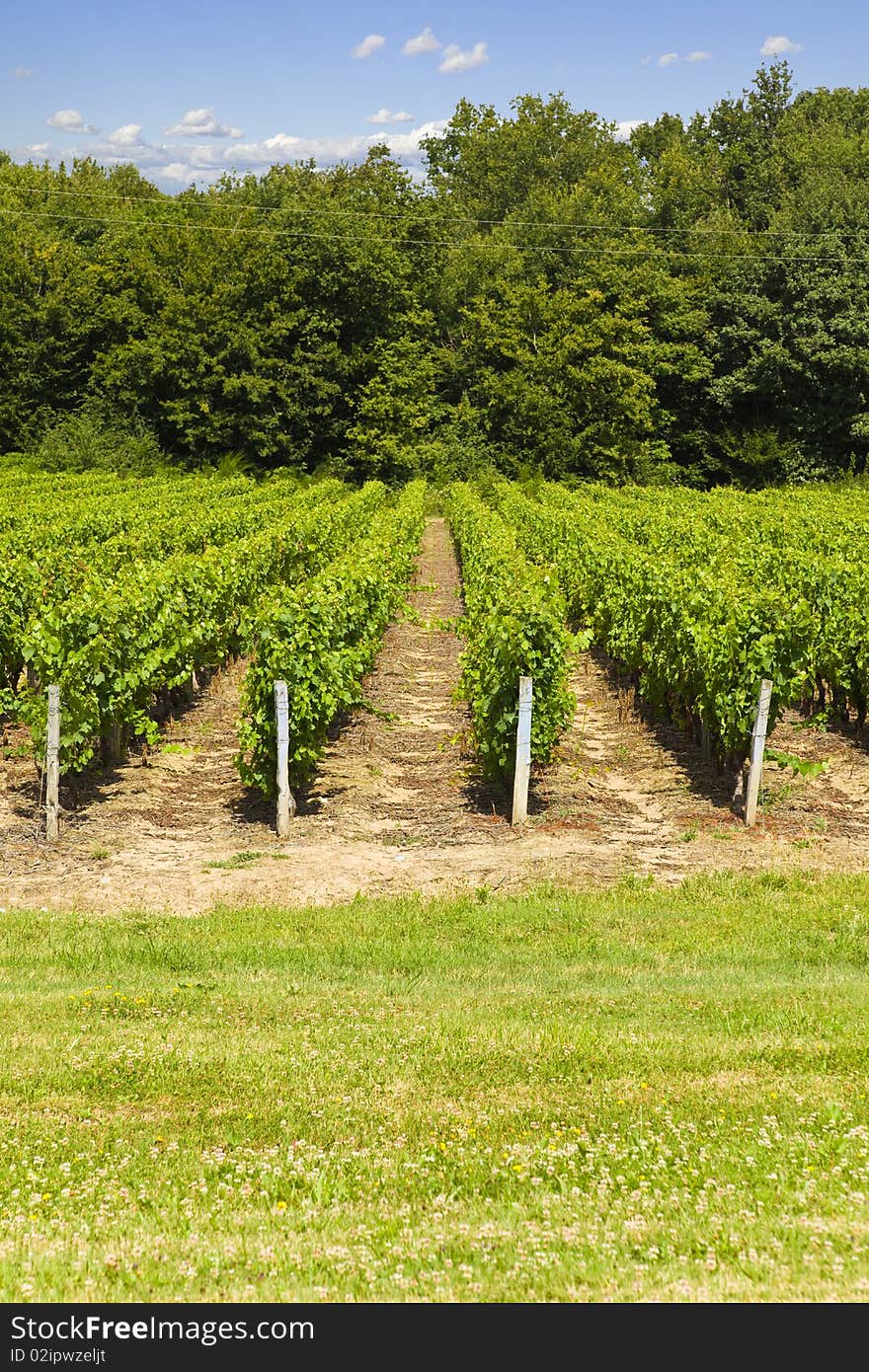 Vineyard Rows Between Meadows And Trees