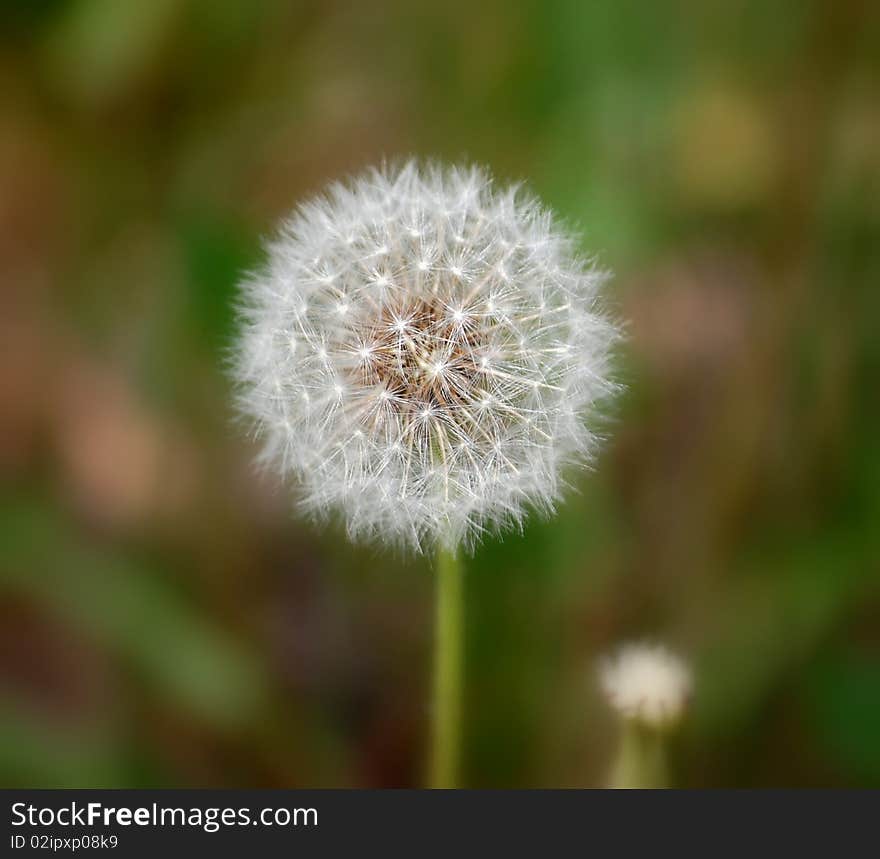 White mid-air close-up fluffy macro stem seed wind plant dandelion single isolated hairy nobody blow tooth on spring flower culture head, living, black, blowball, traditional