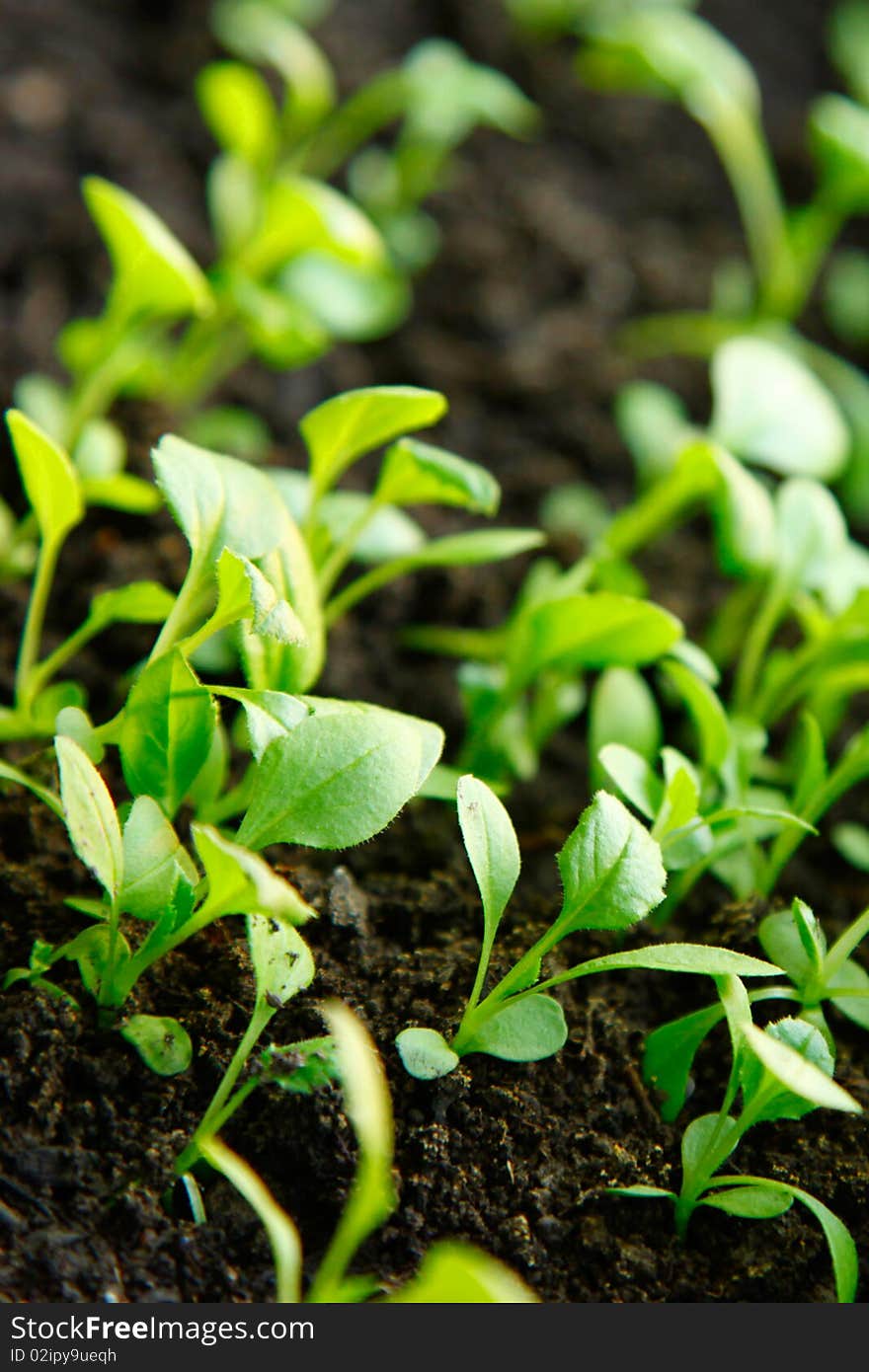 Young seedlings closeup  green background. Young seedlings closeup  green background