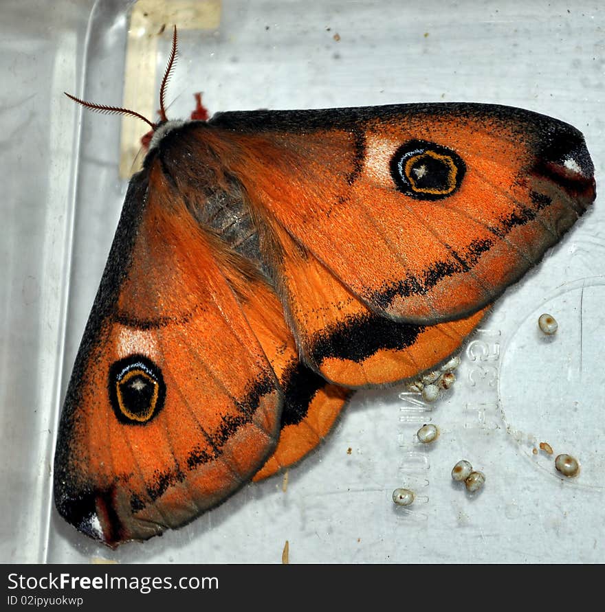 Saturnia Walterorum moth with eggs