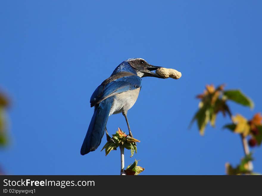 Western scrub jay