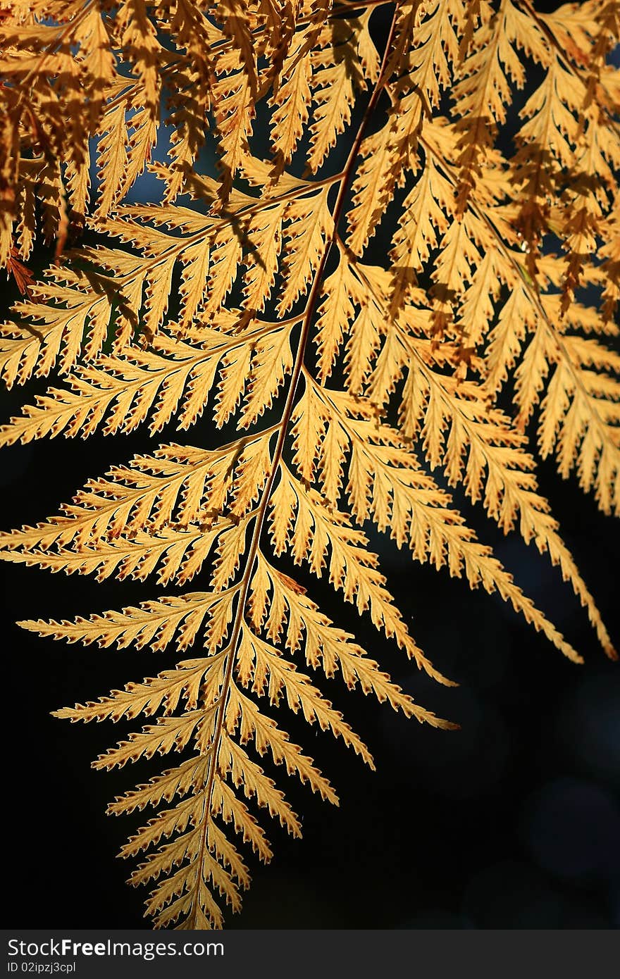 Fern leaves