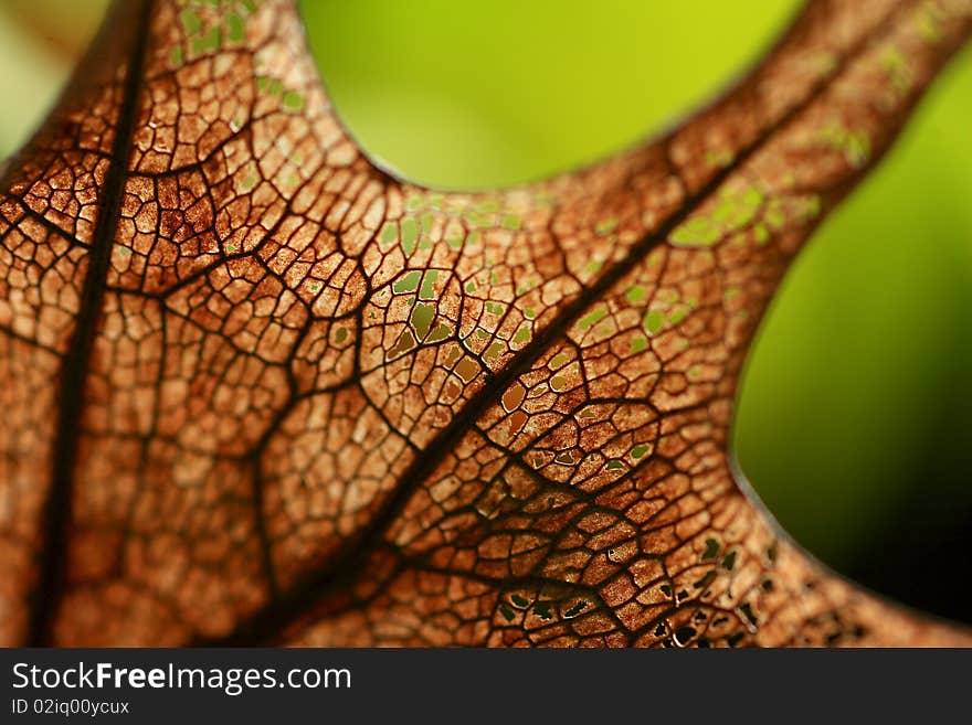 Dry fern