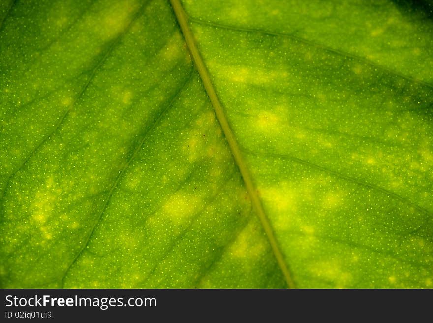 A close up of a leaf. A close up of a leaf.