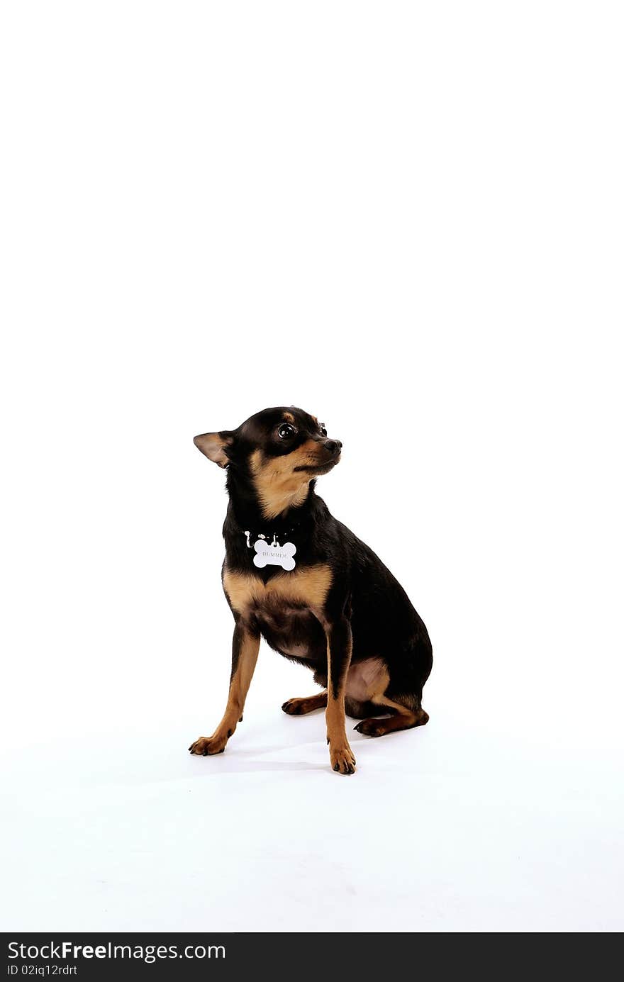 Black chihuahua isolated on white