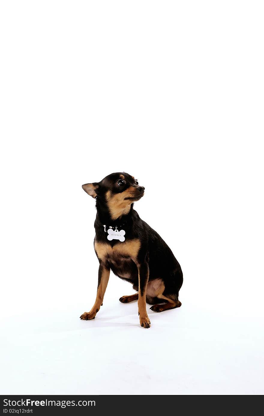 Black chihuahua