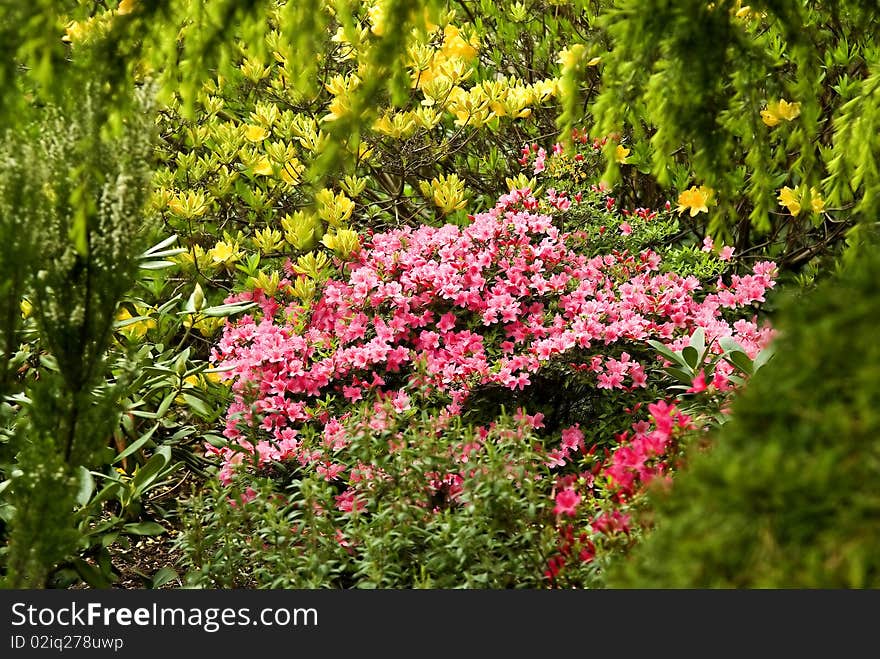 Blooming Flowers