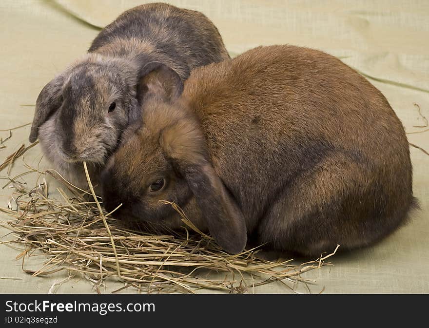 Two pet bunnies eating hay straws. Two pet bunnies eating hay straws.