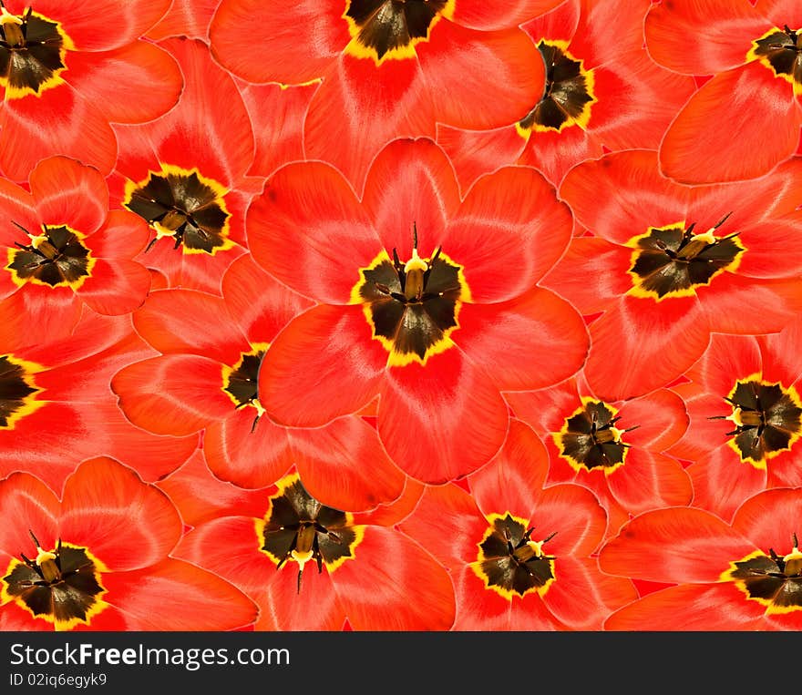 Red flowers, close up background. Red flowers, close up background