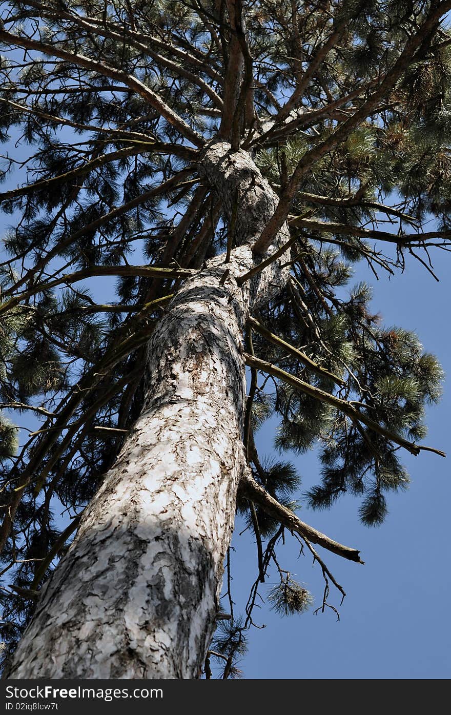 A tall tree met into a beautiful spring day. A tall tree met into a beautiful spring day