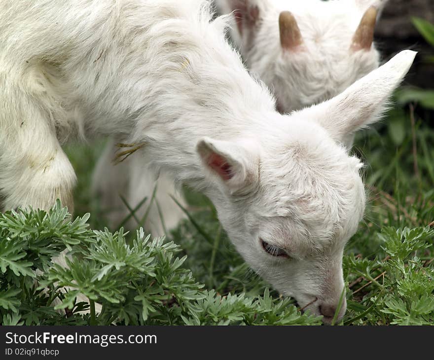 Small goat cubs eating grass