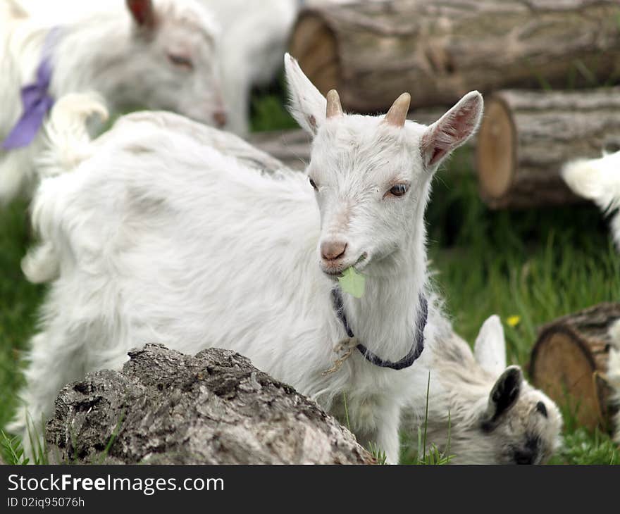 Small goat cubs eating grass