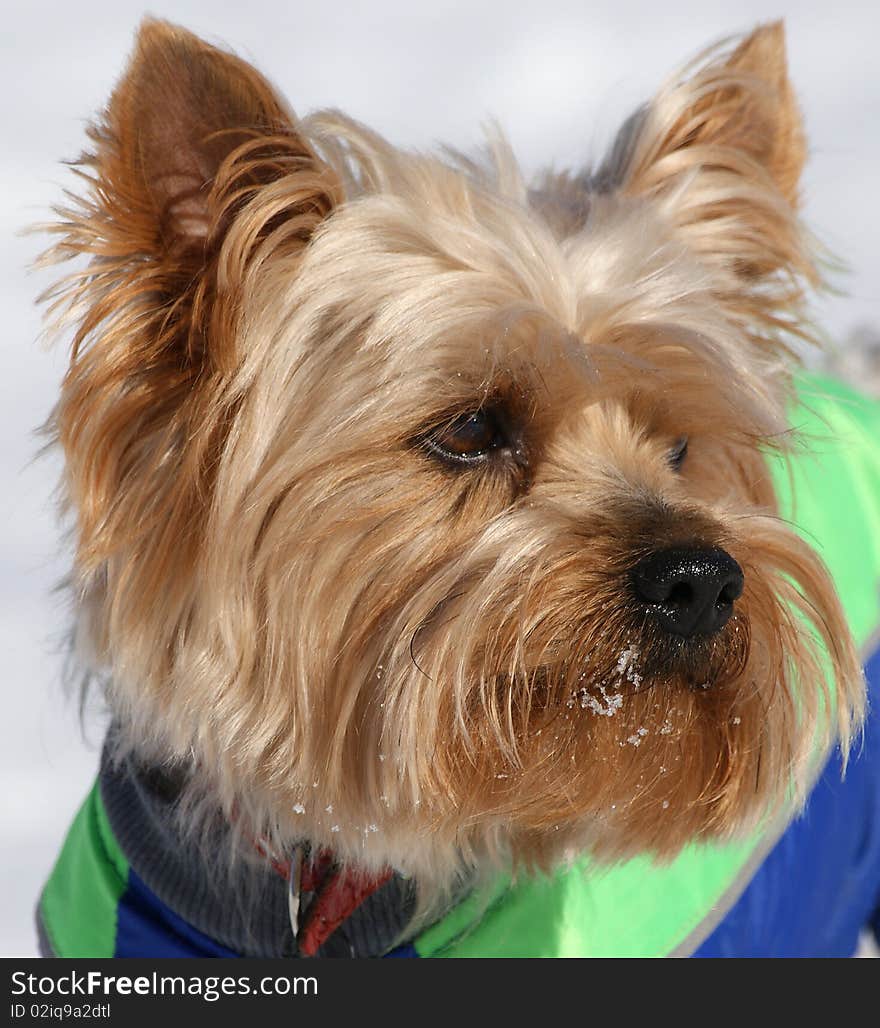 Portrait of the Yorkshire terrier on a background of white snow