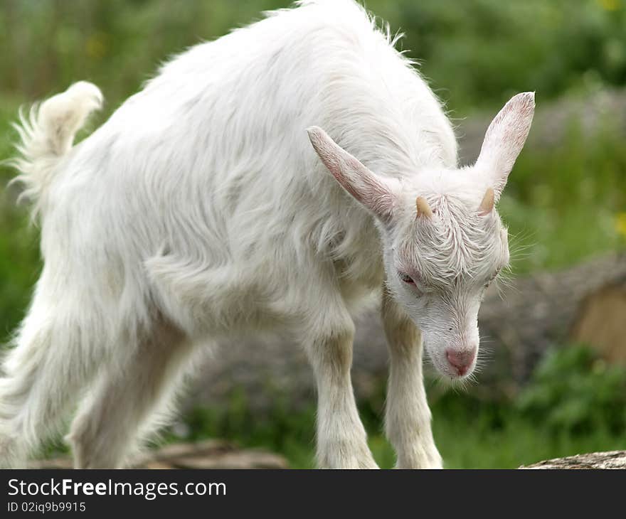 Small goat cub eating grass