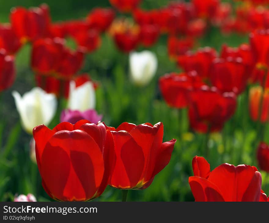 Red tulips in garden