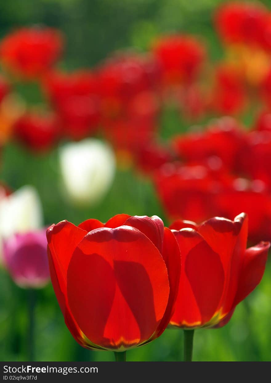 Red tulips in garden