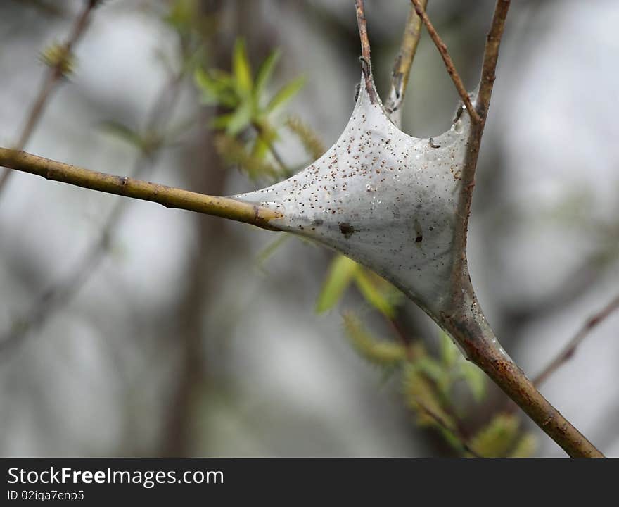 Gypsy Moth Tent Nest