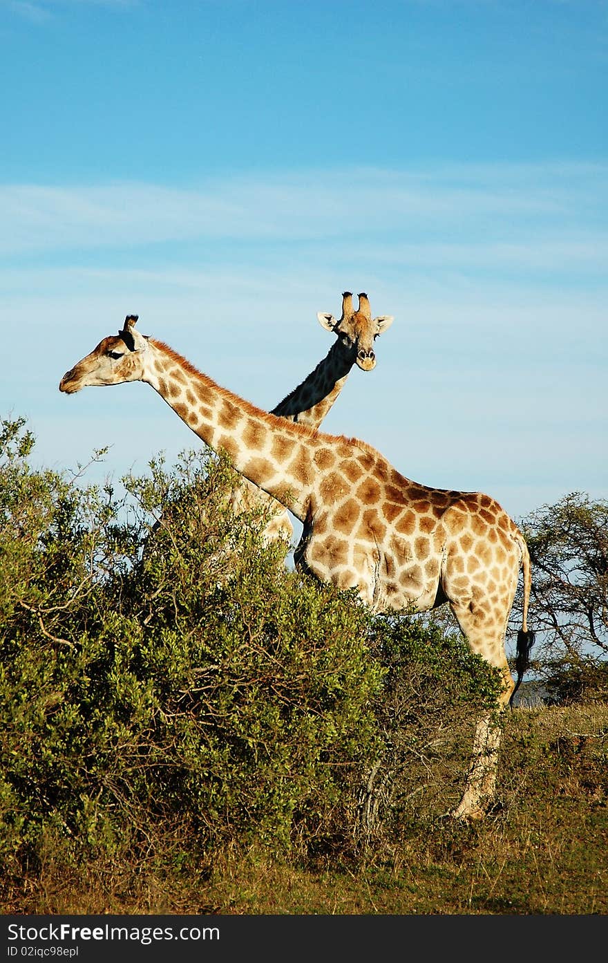 A pair of Giraffes watching