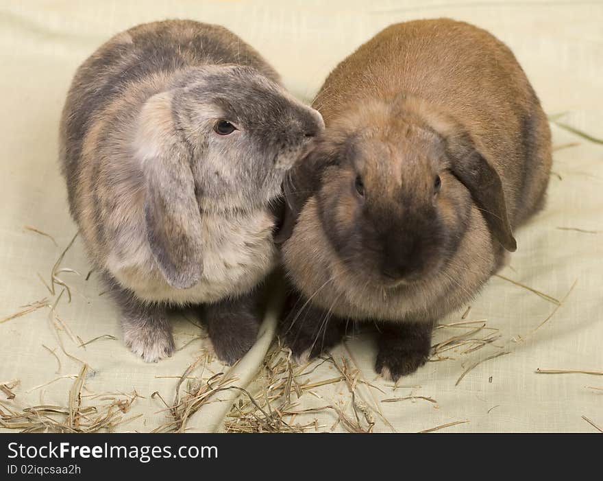 Two bunnies. One grooming other. Two bunnies. One grooming other.