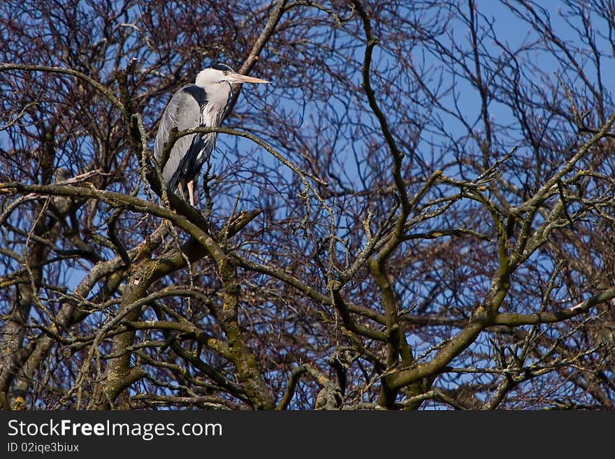 Grey Heron Bird Sitting In A Tree