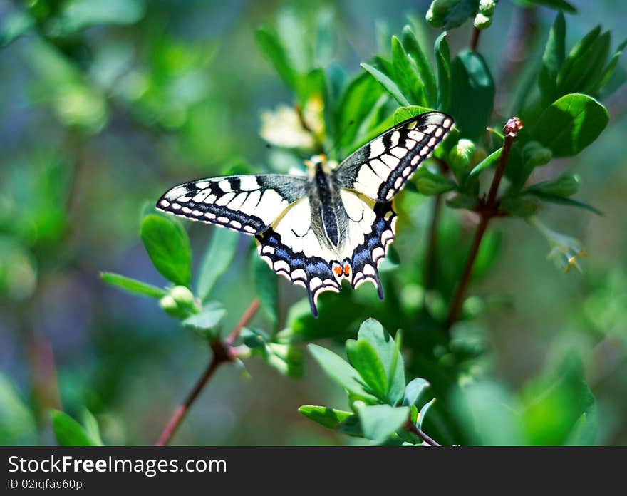 Insect Butterfly With Wings