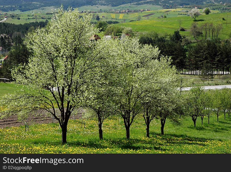 Spring blooming, wonderful intense colors of a mountain. Spring blooming, wonderful intense colors of a mountain