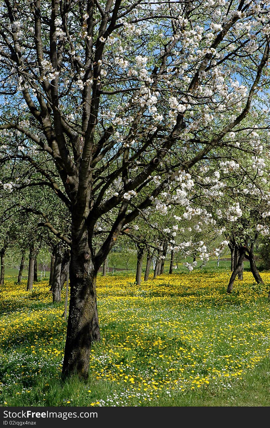 Spring blooming, wonderful intense colors in the field