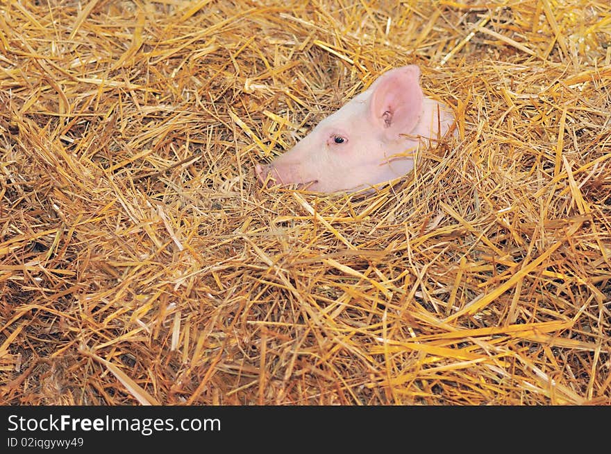 A lone pig standing in a bed of Straw