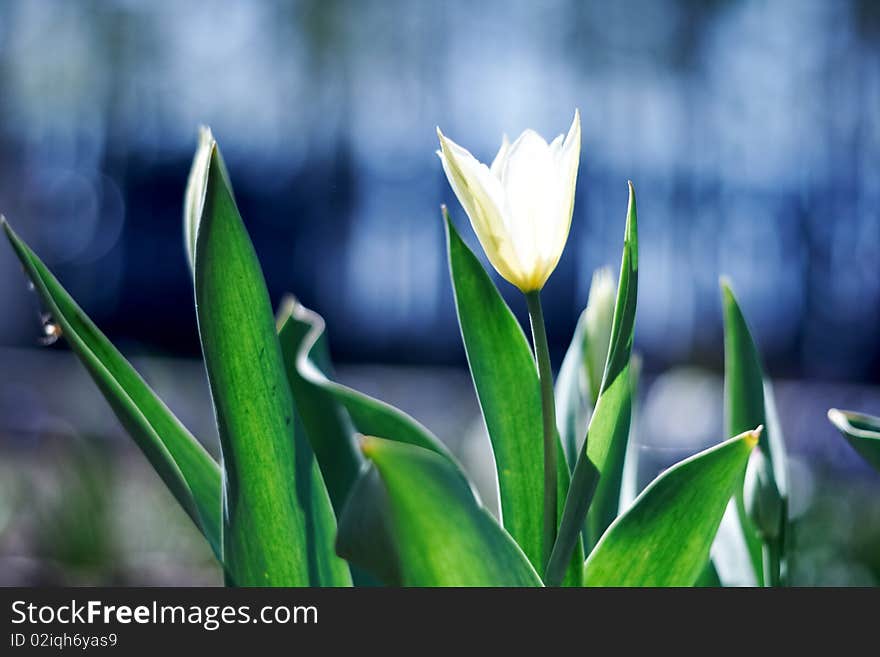 White spring a young tulip with green leaves